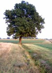 quercia solitaria nei campi dell'emilia